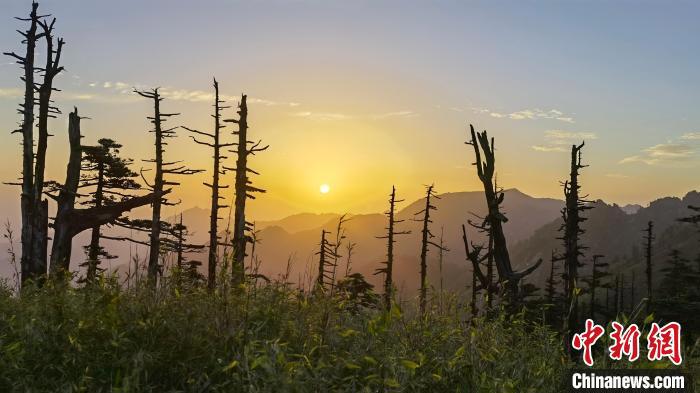 圖為綠意盎然的秦嶺。　朱雀國(guó)家森林公園供圖
